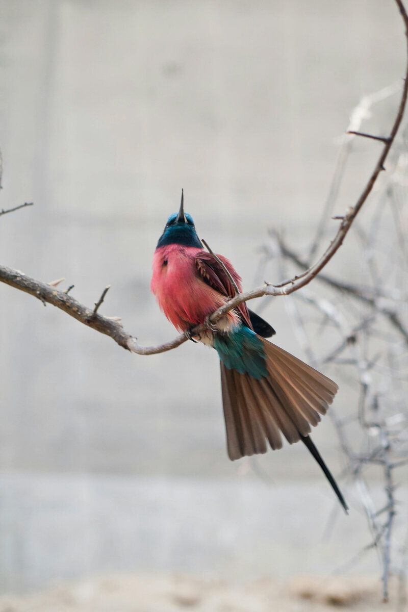 Bird in th tree