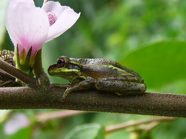 frog6