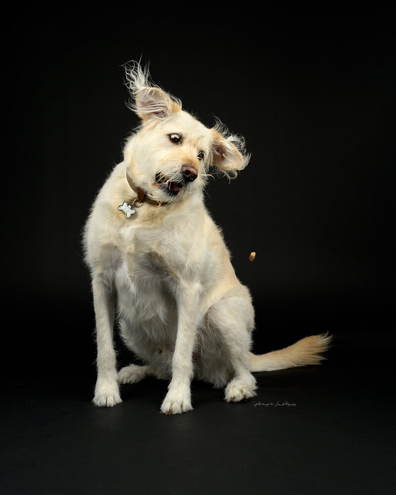 Pets-through-the-Lens-Photography-Vancouver—Studio-Dog-Portrait