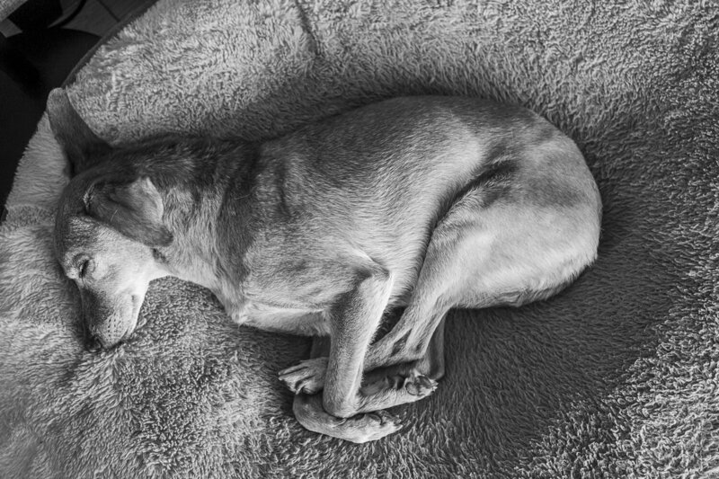 Spark_bed_Canada_2024_endoflif_petphotography-1