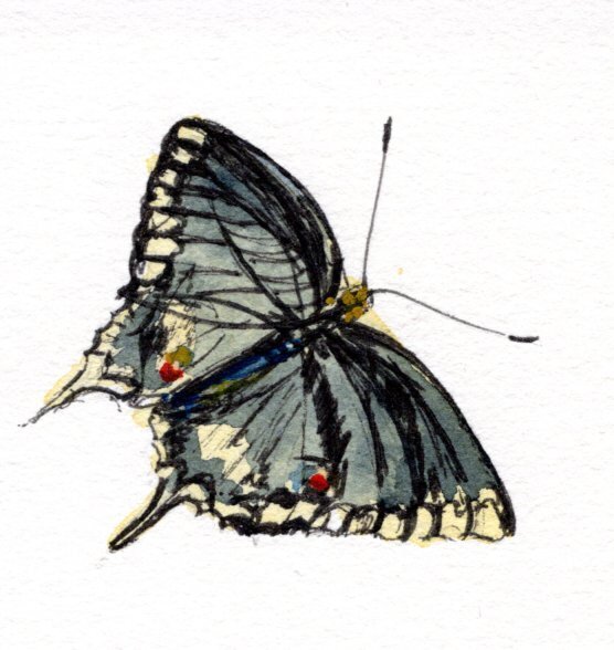 kd gregory fine art - butterfly study 3
