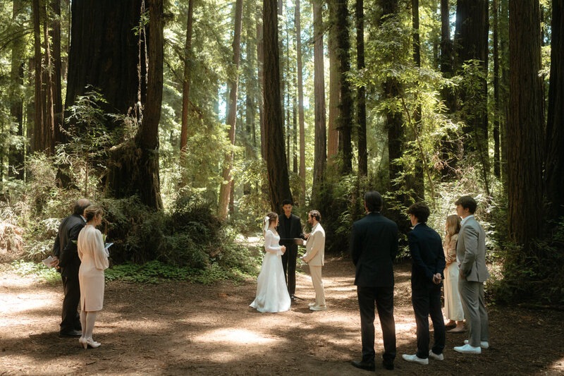 Henry Cowell Redwoods State Park Wedding ceremony with guests standing in a semi-circle around the bride and groom