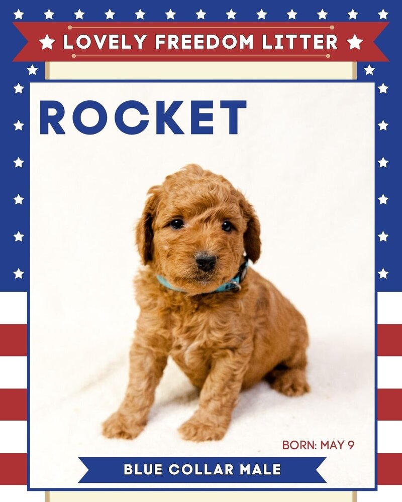 Freedom - Blue Rocket Male