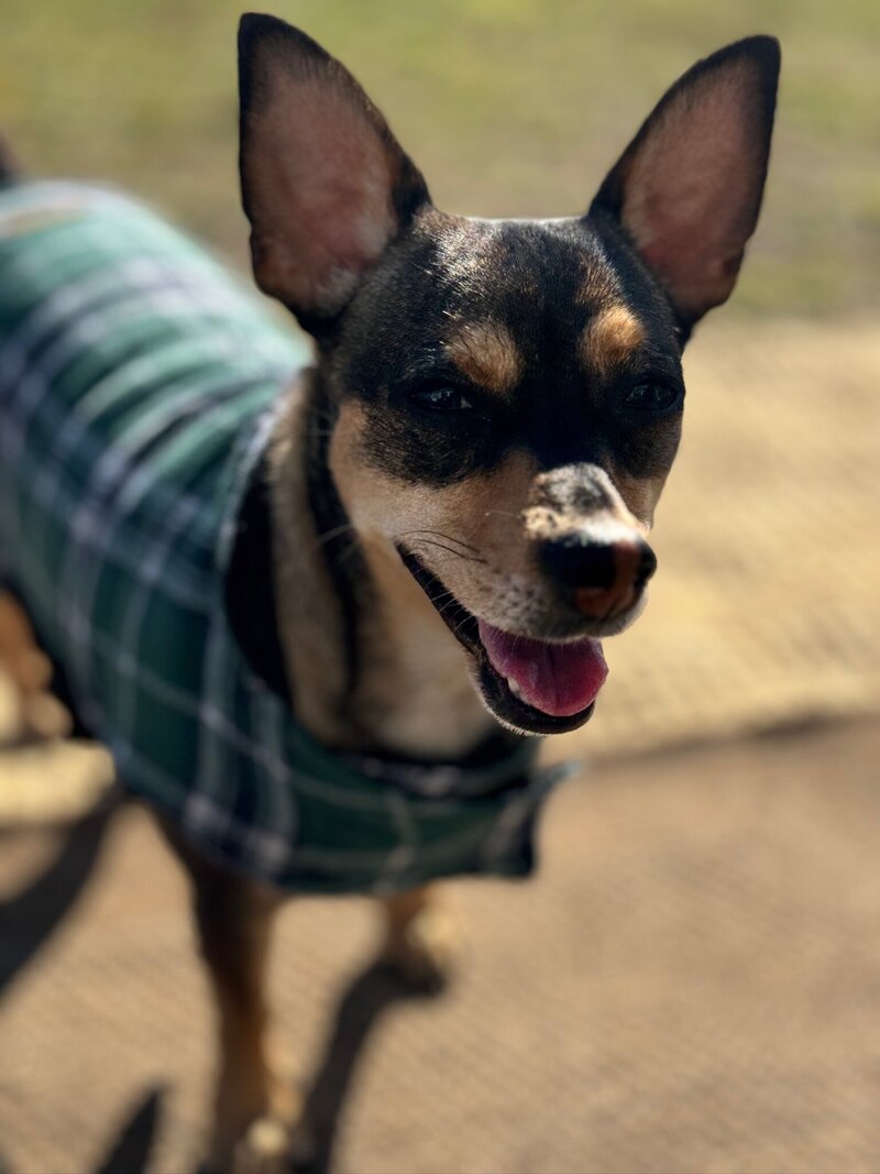 Chihuahua wearing green and blue plaid coat looks off camera 