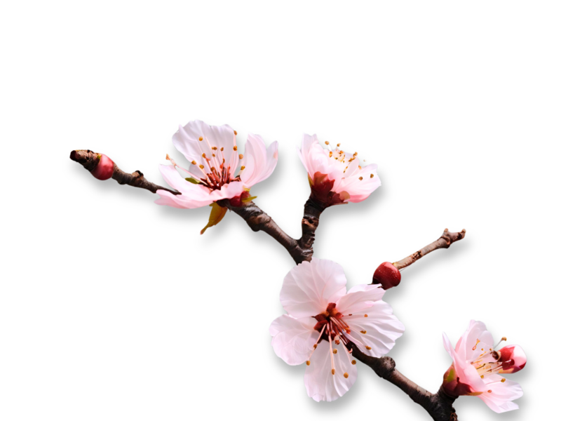 Cherry Blossom Branch