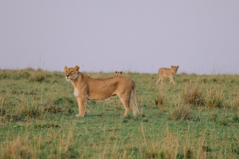 safariedited-524