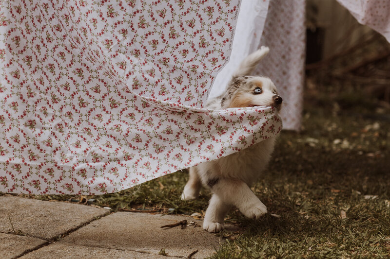 the-lifestyle-phodographer-perth-family-pet-photographer-gotcha00017