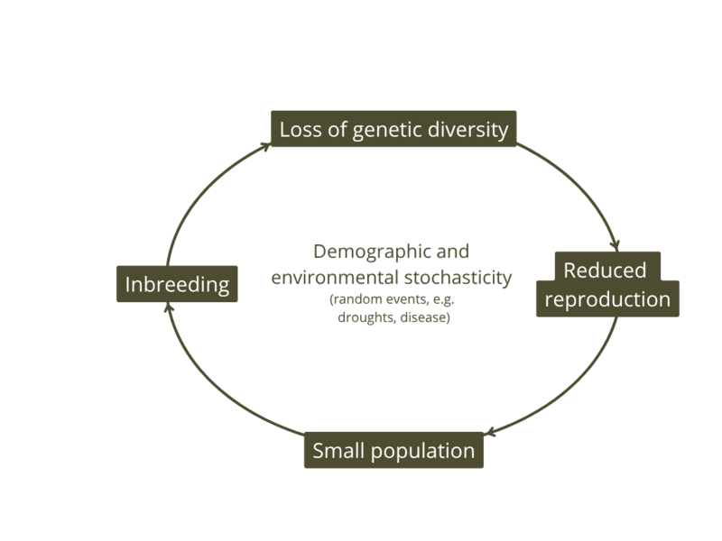 A figure explaining the cause of extinction vortex about endangered horse breeds