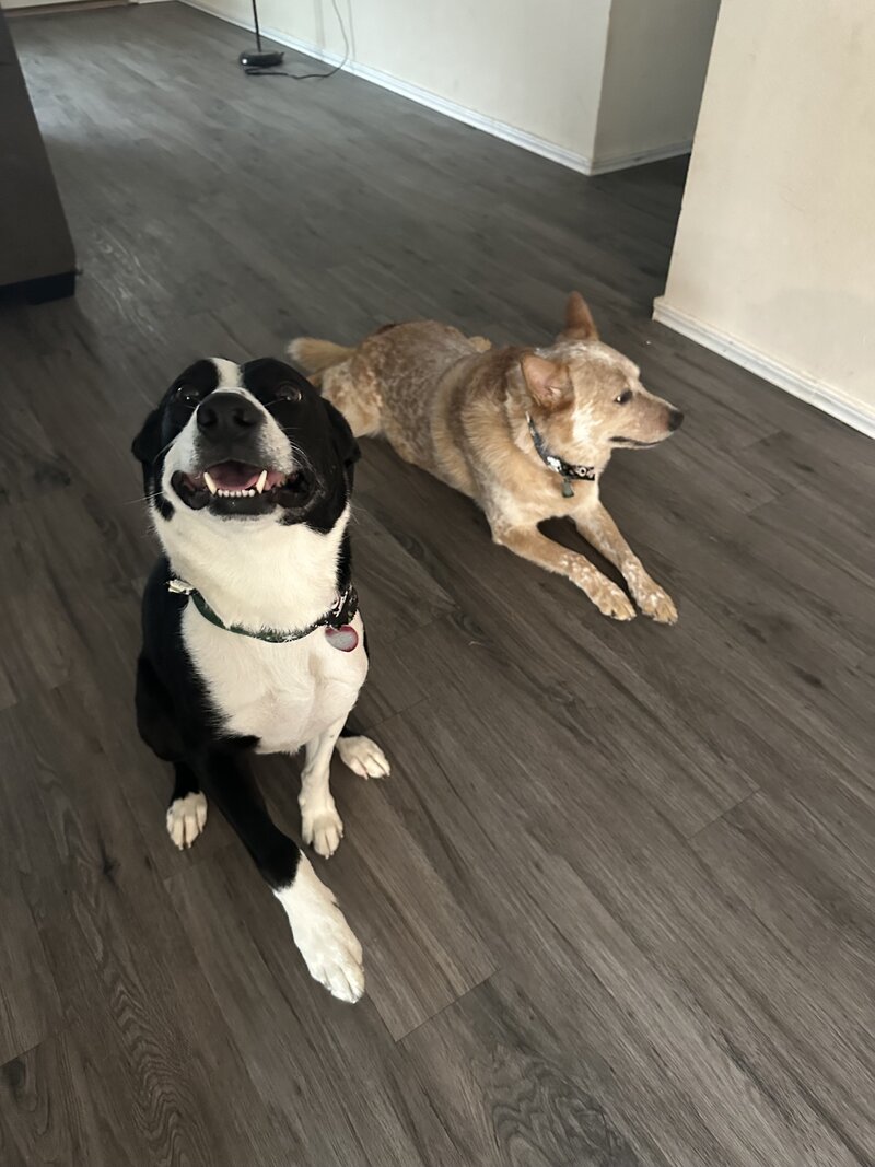 happy dogs with dog sitting and boarding business in fort worth texas