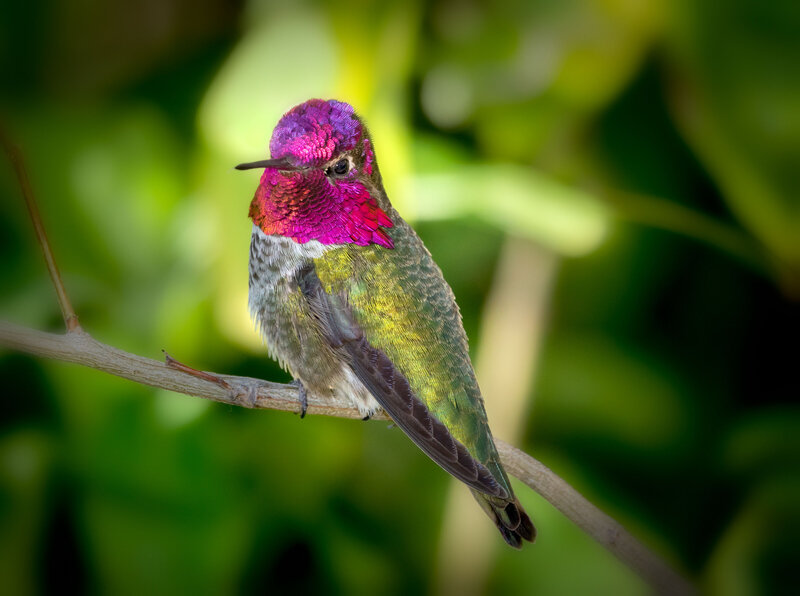 Jay-Pierstorff-Annas-Hummingbird