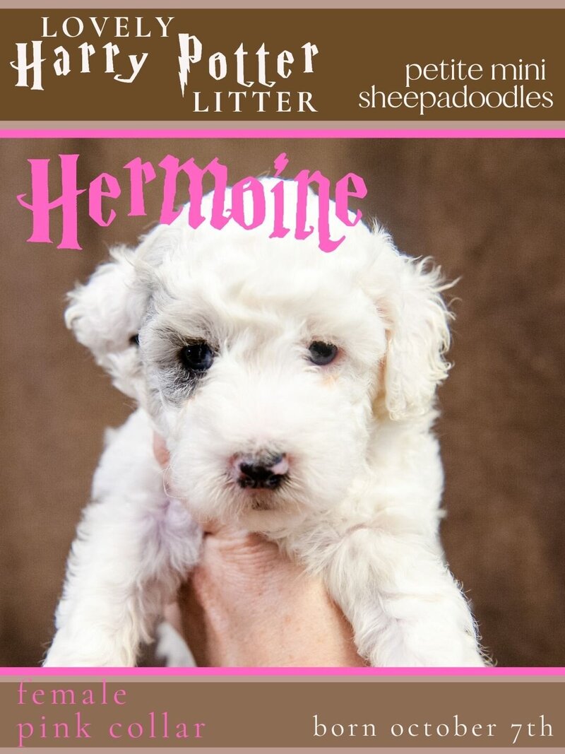 HP - Pink Hermoine Female