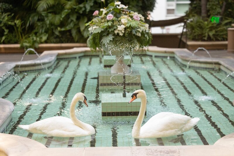 Swans swimming in a small pool