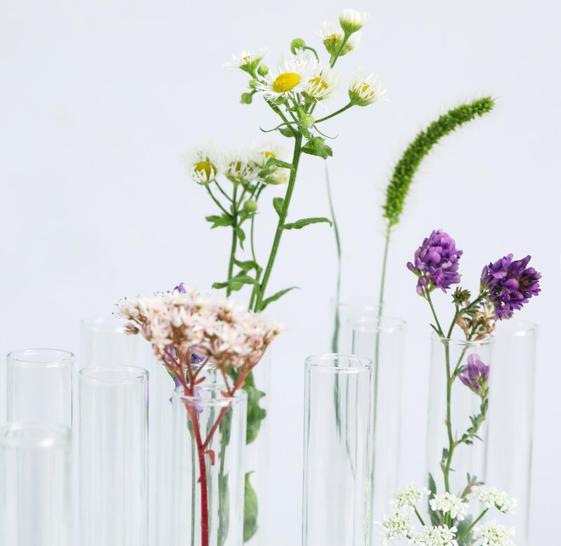 botanical flowers in glass lab tubes