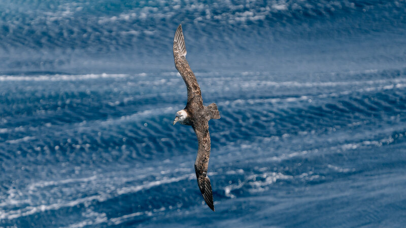 20240208_7401762_Drake-Passage_KayFochtmann