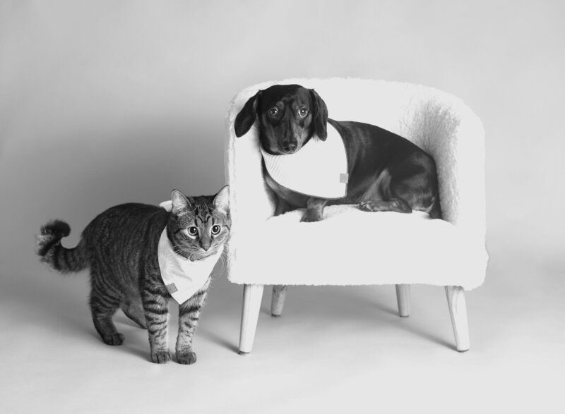 Black and White portrait of dog and cat wearing matching neck bandanas