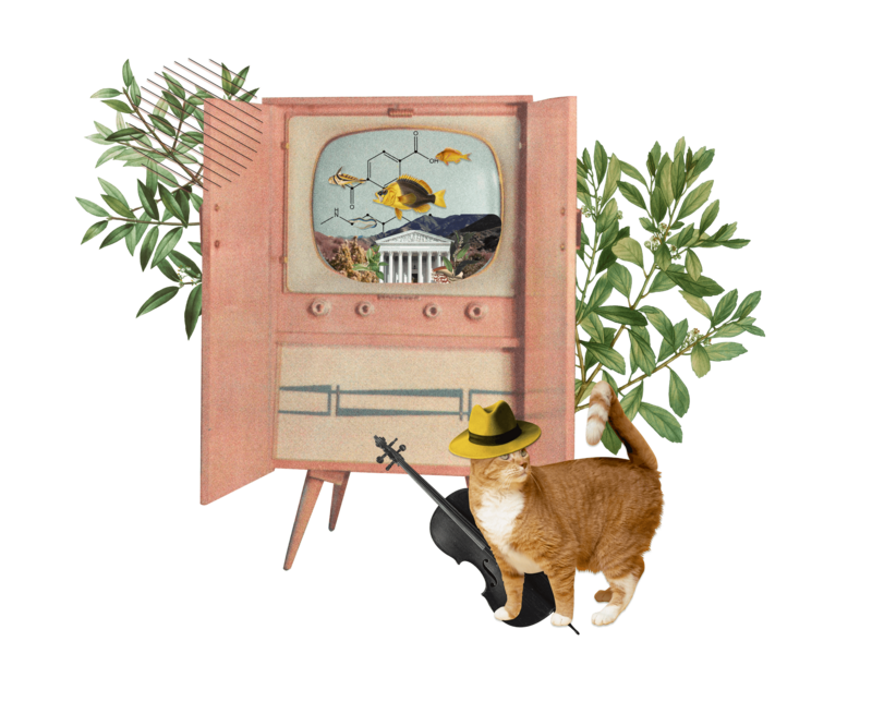 a cat in a bright yellow hat plays his violin while the fish swim in and out of parliament on television.
