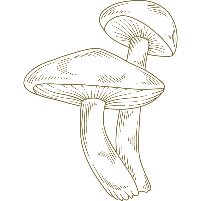 line drawing of a mushroom