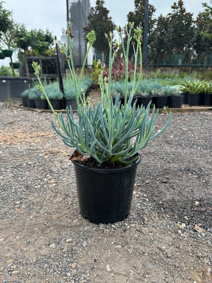 Senecio Mandral - CHALK STICKS - Sydney Plant Nursery - Go green Nurseries