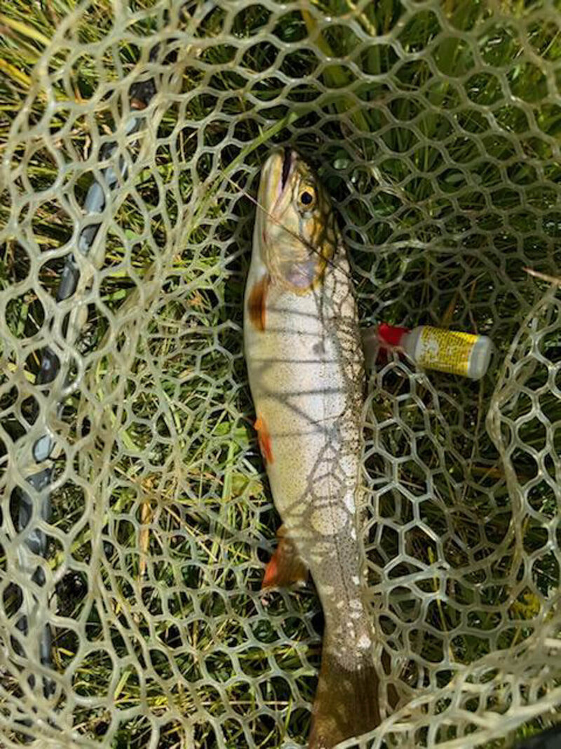 Fish in net