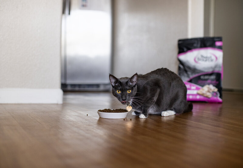 commercial cat photography