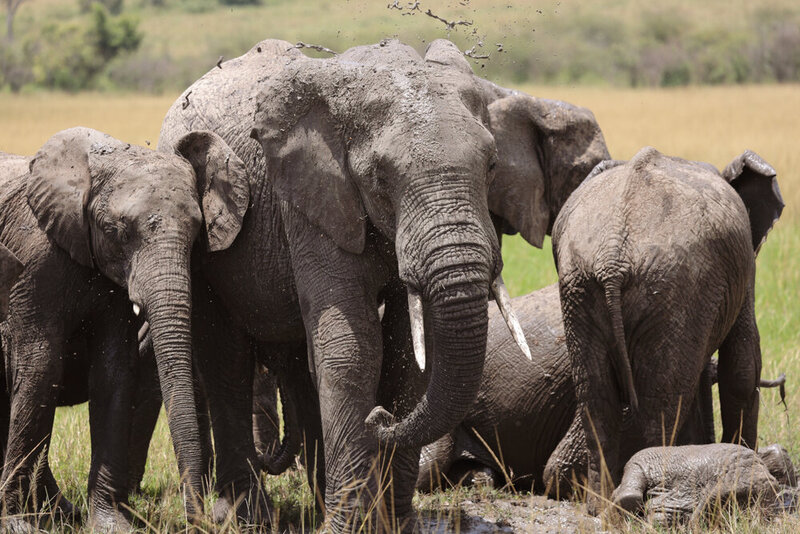 safariedited-195