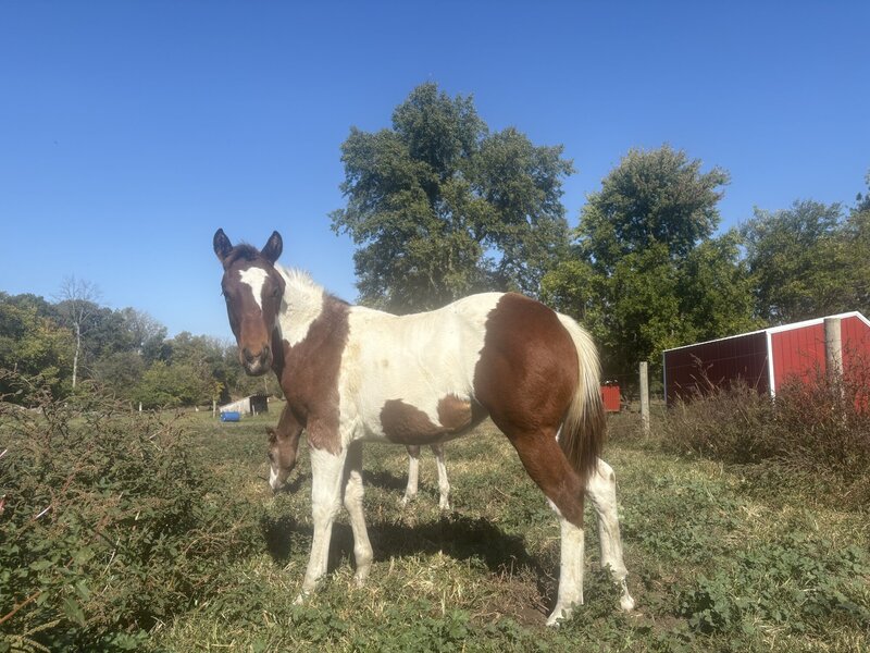 Cats Painted Cartel-Filly 2