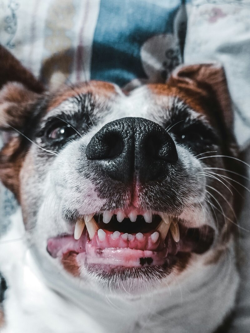 jack russell terrier grinning at the camera showing teeth in a playful way