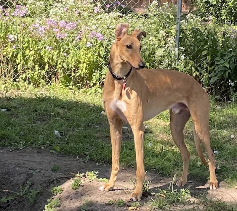 hank the greyhound stands statuesque in the yard