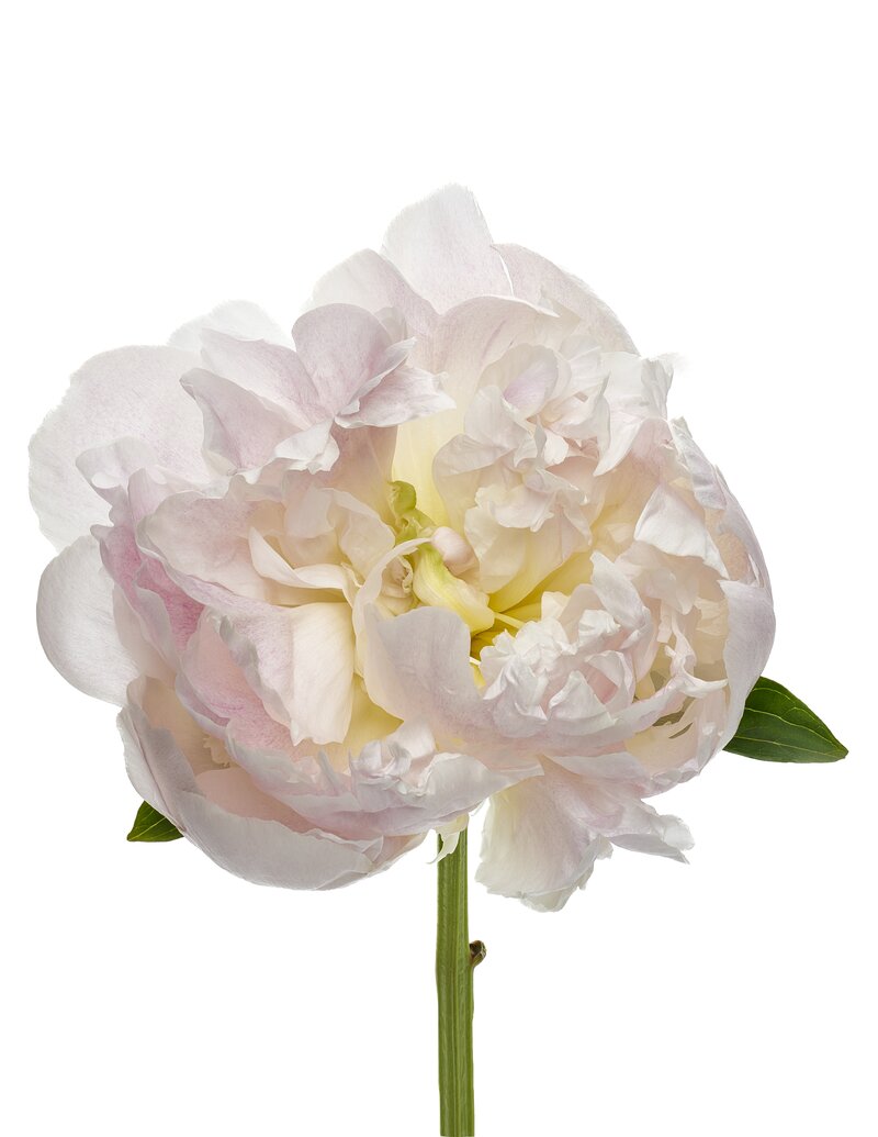 Alice Walk Salty Blooms Bloom Event Exclusive Collaboration