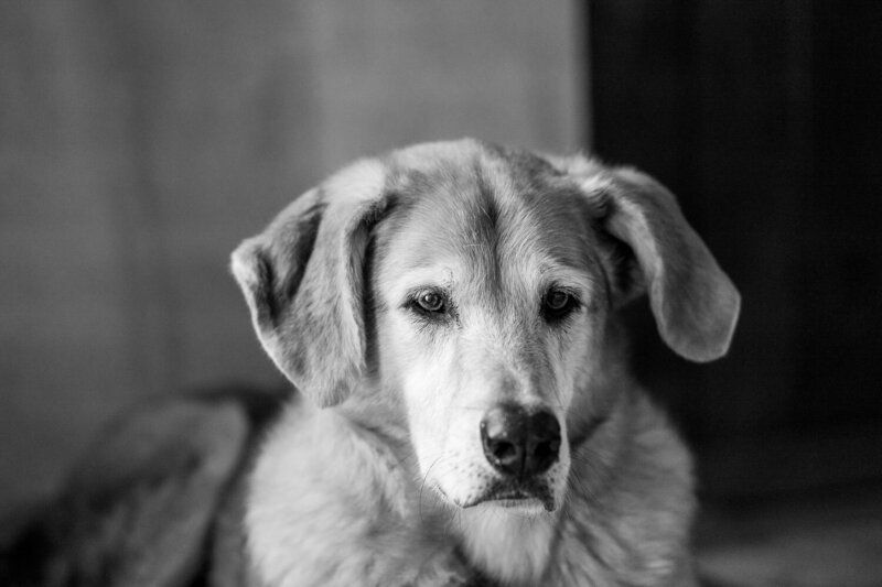 Bindi-endoflife-petphotography-rescuedog-1