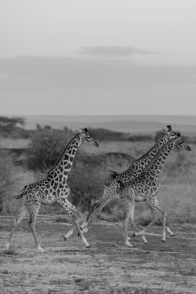 Journey Through Africa-07