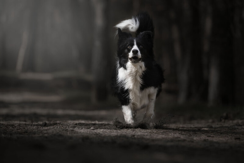 hondenfotograaf, natuurlijk licht, hondenfotografie, border Collie,