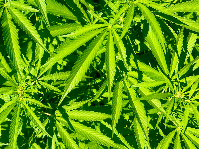 Cannabis leaves, representing the legal services of Cassie Peters, a cannabis law attorney in Oregon