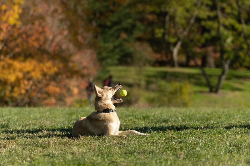 dog catching ball on ground