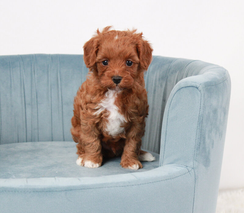 Tumbletwig 5 weeks