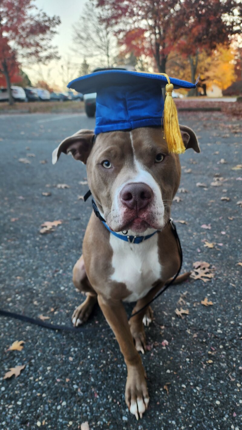 A Pitbull wearing a graduation cap