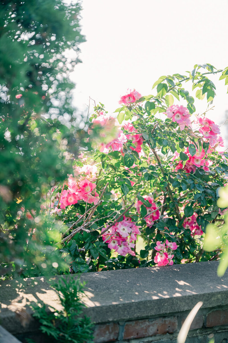 Pink flowers photographed on film at the Brick House in Shelburne Vermont.