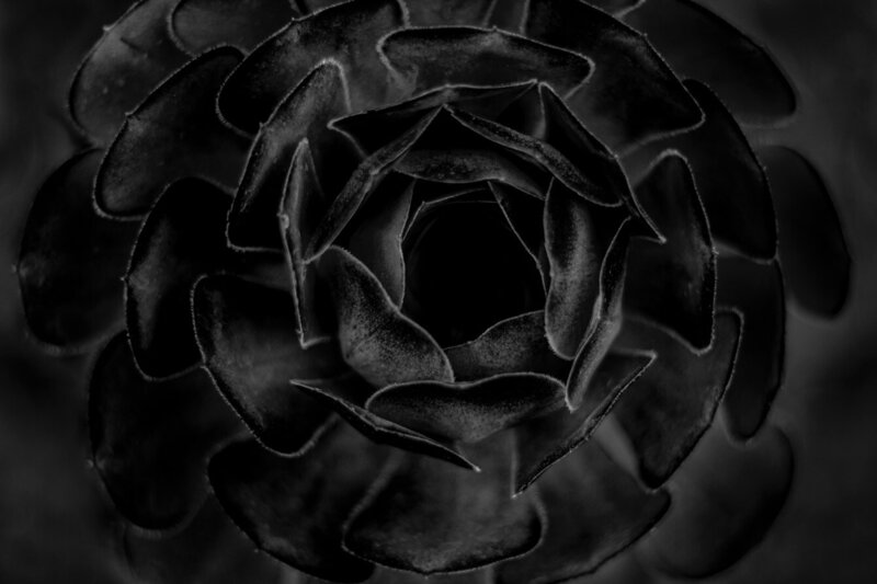 Limited Edition Black and White Metal photographic Print  Closeup of flower petals in concentric circles title Labyrinth
