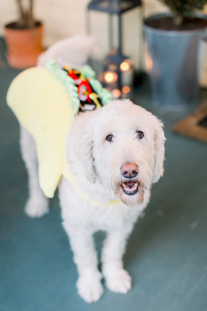 rescue goldendoodle in taco costume