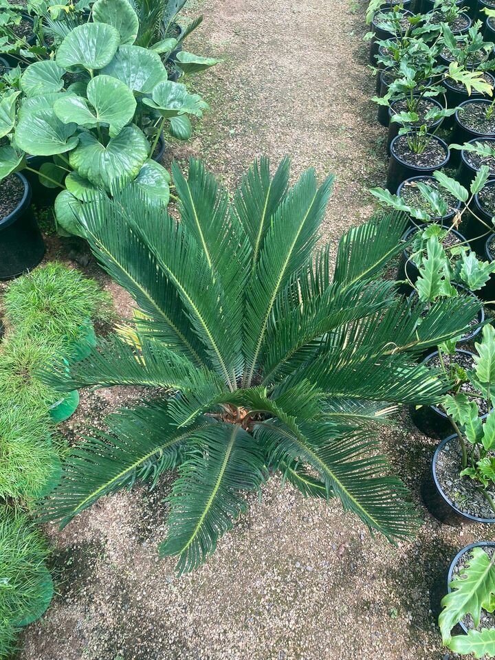 CYCAS REVOLUTA Mature sago cycad palm - exotic plants and trees sydney - go green nurseries