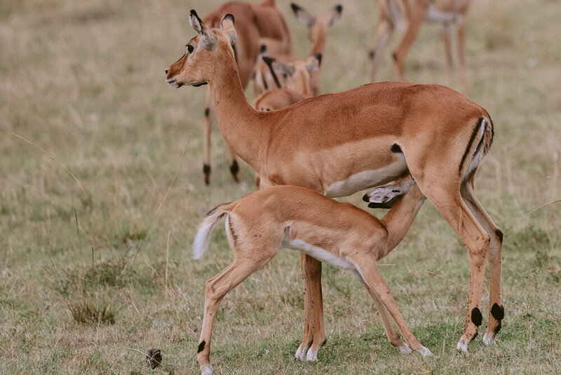 safariedited-158