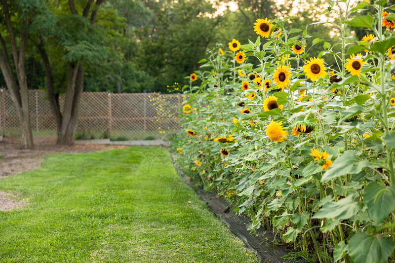 Sunflower Minis-5