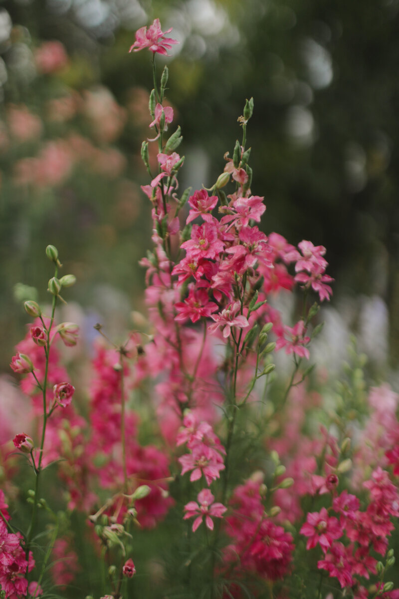 Branding for Flower Farms  by Ethos + Bloom creative
