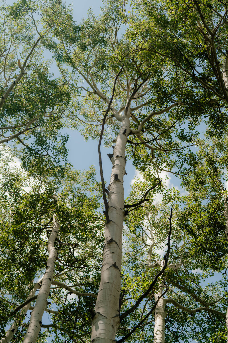 A_C_Crested_Butte_Wildflower_Engagement_Photos-18