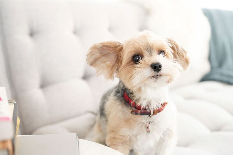 ottawa makeup artist studio puppy