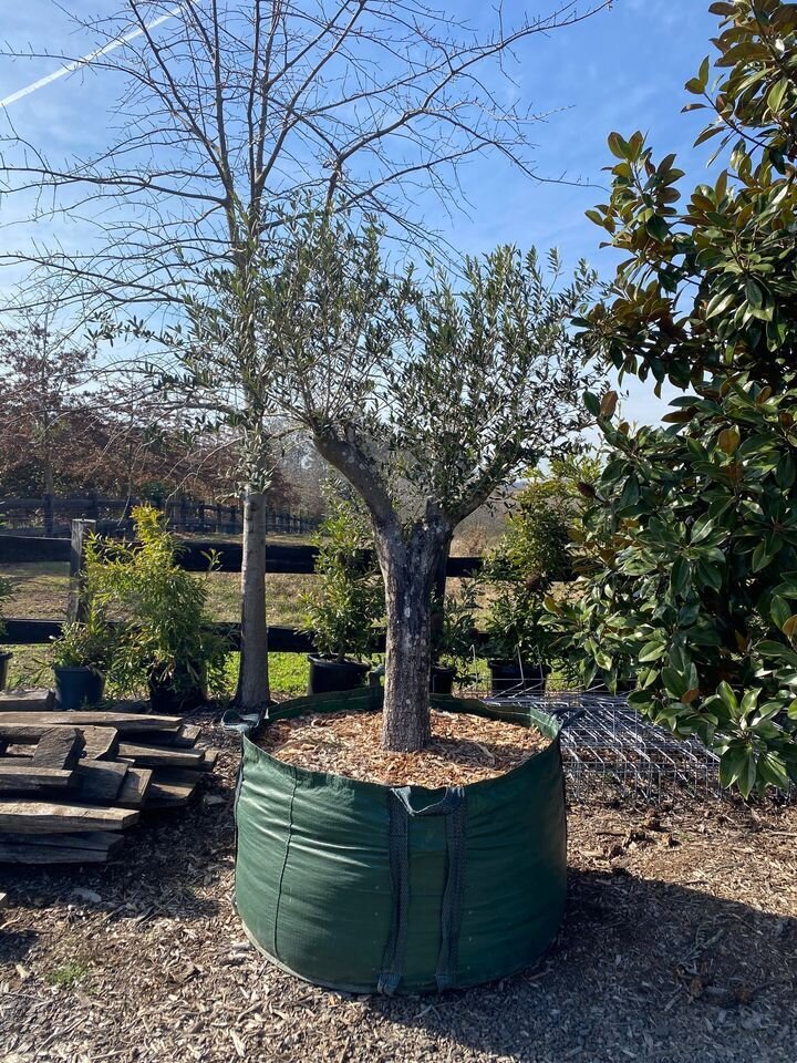 OLEA EUROPAEA 'MANZANILLO'  - go green nurseries - mature trees sydney