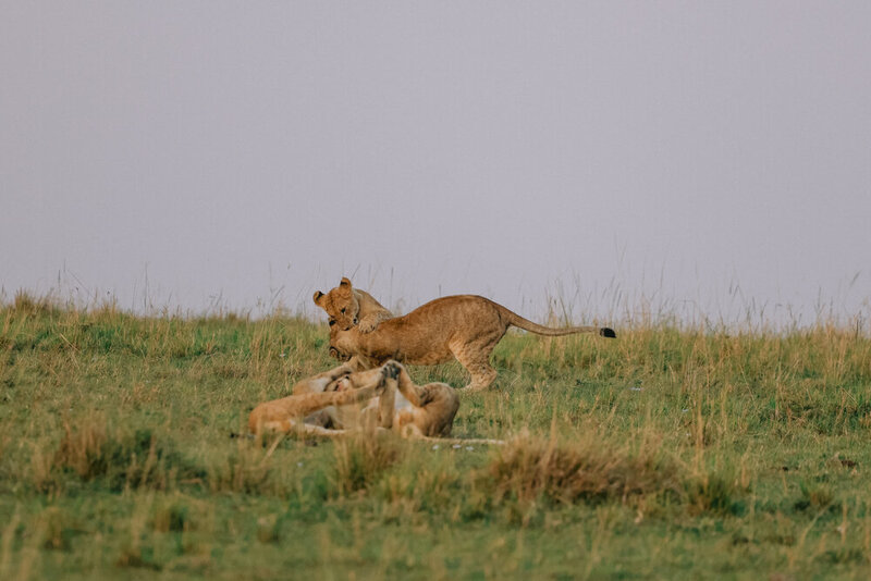 safariedited-523