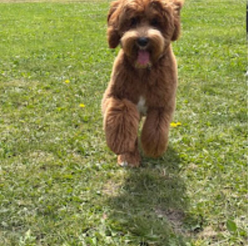 Labradoodle puppy running outside