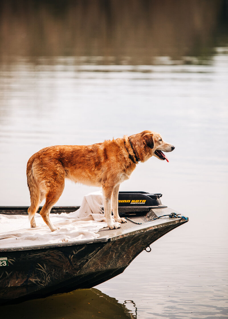 old dog stood on a boat