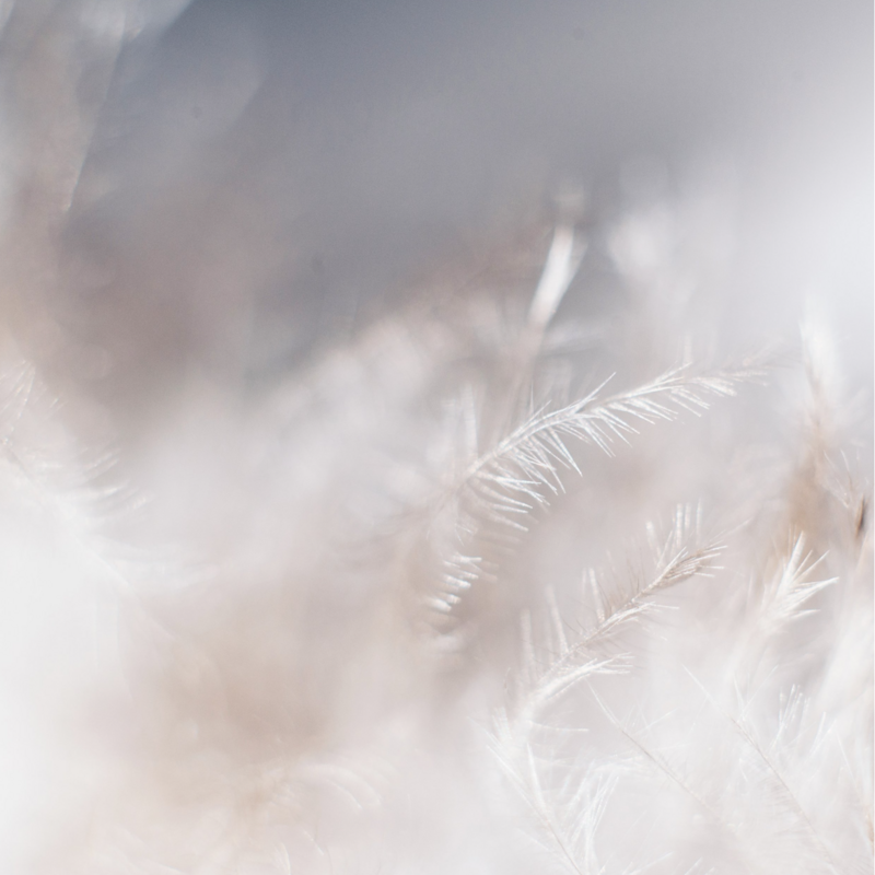 Feathers